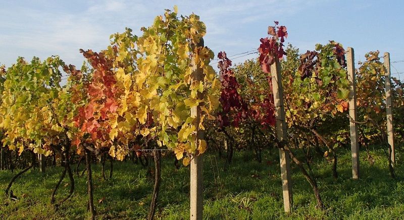 Tažený rosič DARIN PIAVE FIBERGLASS